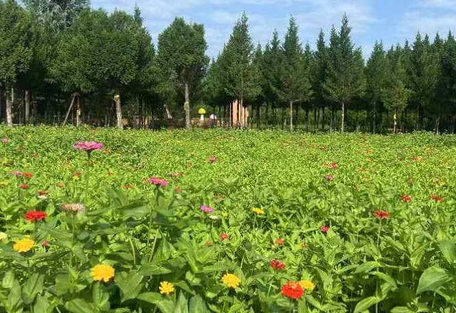 西安市民政系統(tǒng)舉行職工迎新年城墻越野賽-西安市奉正塬公墓