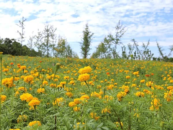 西安壽陽山墓園優(yōu)缺點，心安才是奢華的幸福！