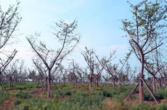 西安壽陽山墓園的具體位置在哪里？其建立背景如何？