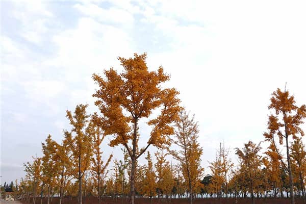 西安長(zhǎng)安區(qū)炮里鄉(xiāng)西凹村壽陽山公墓，陵園問題