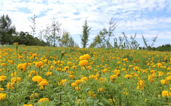 西安壽陽山公墓路線怎么走，寧靜安詳?shù)木坝^陵園