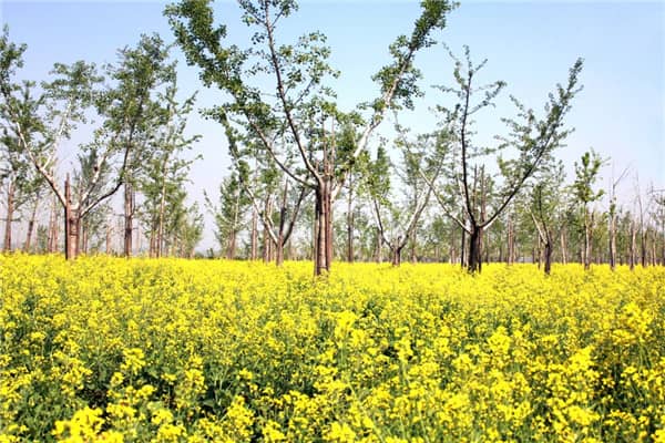 西安農(nóng)村公益性墓園有哪些（西安農(nóng)村公益性公墓一覽表）