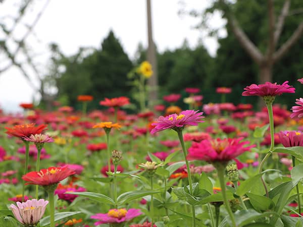 西安墓園掃墓：一個(gè)正在被改變的行業(yè)