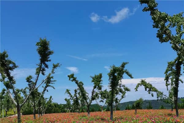 西安公墓圖片，永久陵園