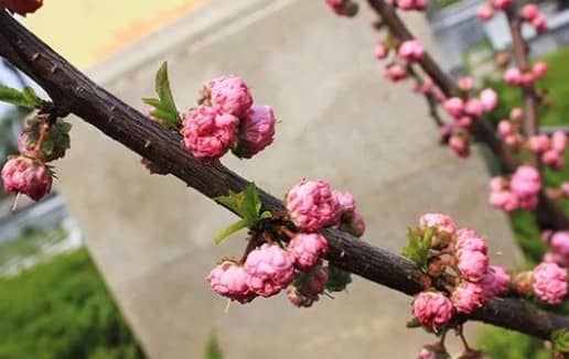 西安墓地銷售-西安公墓多少錢-西安南郊墓園