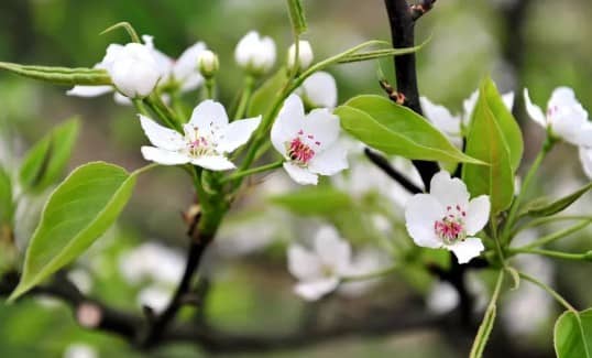 清明節(jié)祭掃高峰時(shí)段如何規(guī)劃？這些出行建議請(qǐng)收好