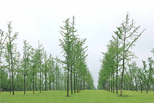 西安大公墓，深情懷念的墓地公園